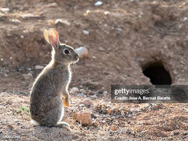 european rabbit (oryctolagus cuniculus), spain. up on two legs sniffing the air - malandra burrows - fotografias e filmes do acervo