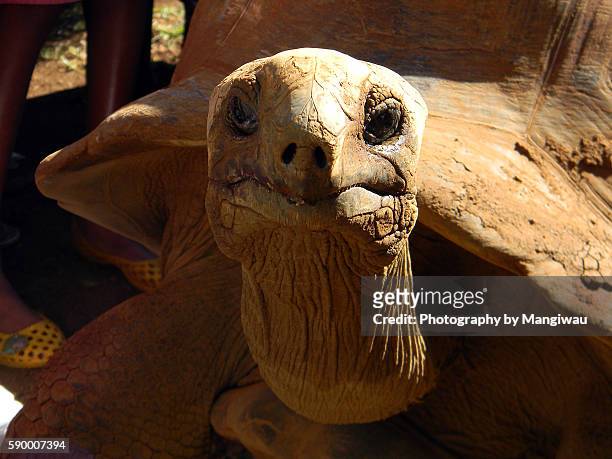 giant tortoise - aldabra islands stock pictures, royalty-free photos & images