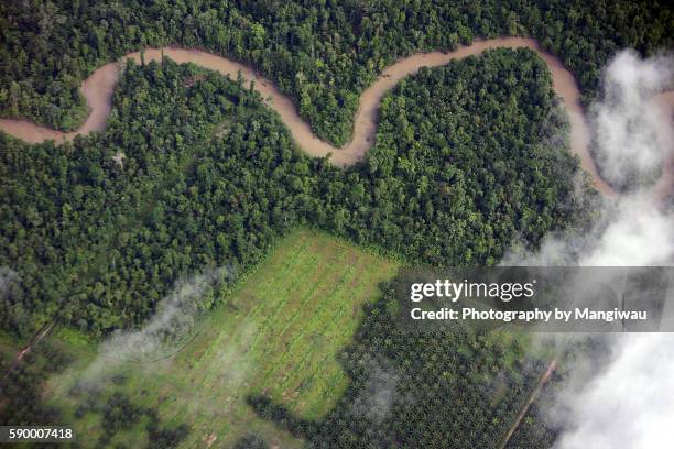 palm oil plantation - indonesia aerial stock pictures, royalty-free photos & images