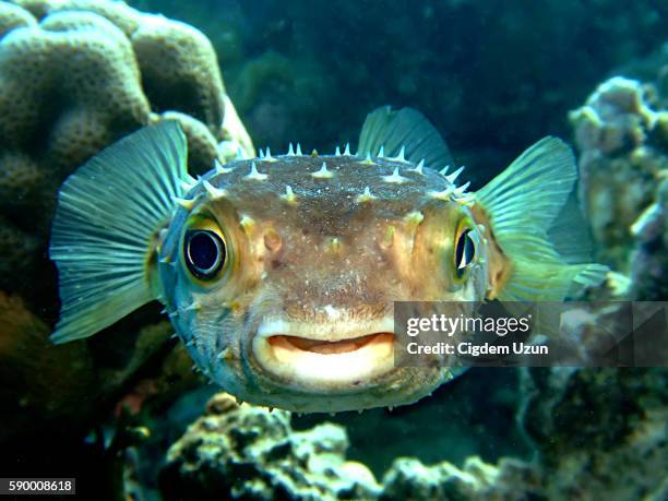 yellowspotted burrfish, cyclichthys spilostylus, sharm el sheikh, sinai, red sea, egypt - kogelvis stockfoto's en -beelden