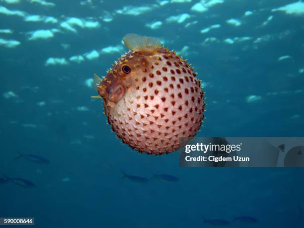 yellowspotted burrfish, cyclichthys spilostylus, sharm el sheikh, sinai, red sea, egypt - balloonfish imagens e fotografias de stock