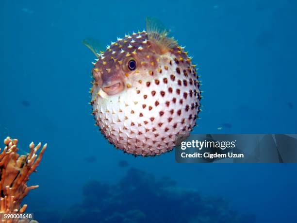 yellowspotted burrfish, cyclichthys spilostylus, sharm el sheikh, sinai, red sea, egypt - pesce palla foto e immagini stock
