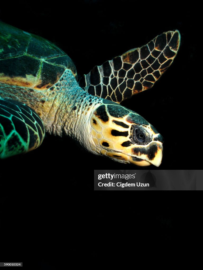 Hawksbill Turtle, Eretmochelys imbricata, Red Sea,Egypt