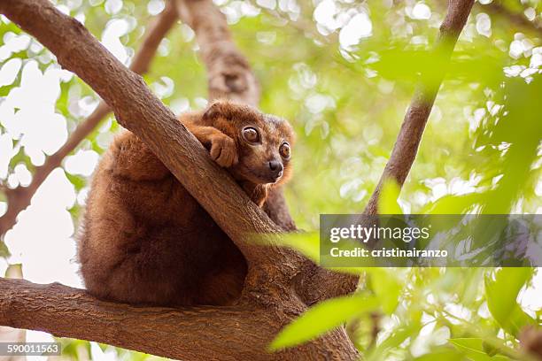 lemur in a tree - collared lemur stock pictures, royalty-free photos & images