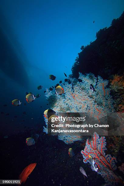 Collared Fish Fish Collar Photos and Premium High Res Pictures - Getty Images