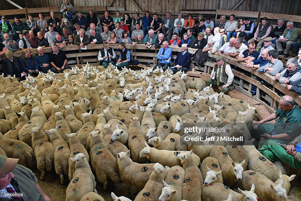 The Lairg Livestock Lamb Sale