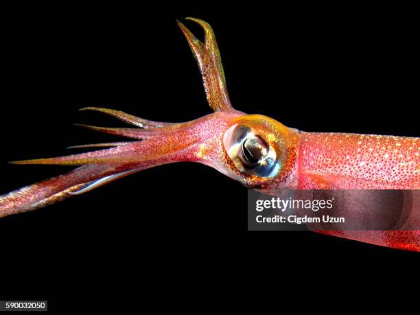 reef squid at night, sepioteuthis lessoniana - pijlinktvis stockfoto's en -beelden