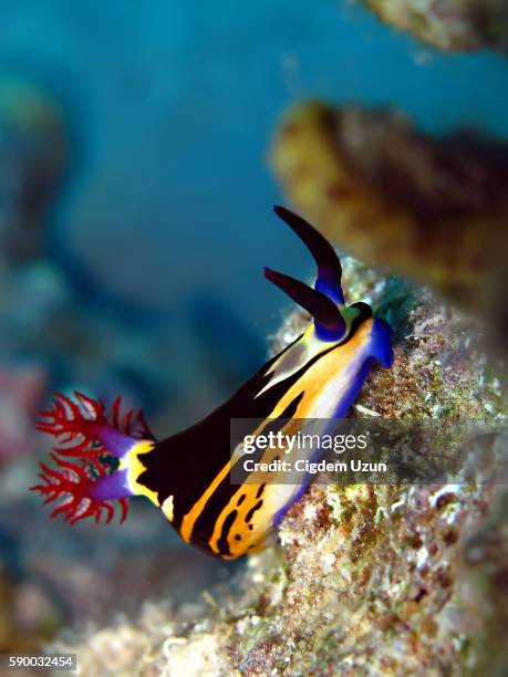 nembrotha nudibranch (nembrotha megalocera) - nudibranch stock pictures, royalty-free photos & images