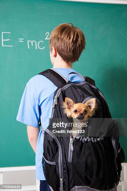 education: pre-teenage student brings his pet dog back to school. - dog backpack stock pictures, royalty-free photos & images