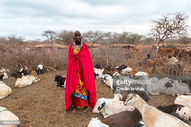 vieja mujer masái con joyas tradicionales entre sus cabras. kenia. - a beautiful masai woman fotografías e imágenes de stock