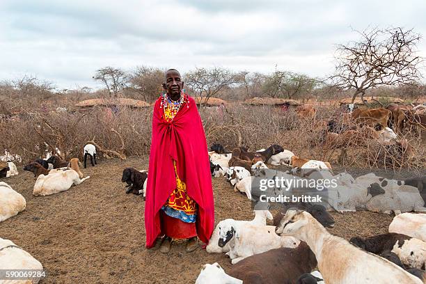 old maasai woman with traditional jewelry among her goats. kenya. - a beautiful masai woman imagens e fotografias de stock