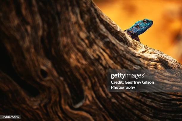 blue tree agama - agama stock pictures, royalty-free photos & images