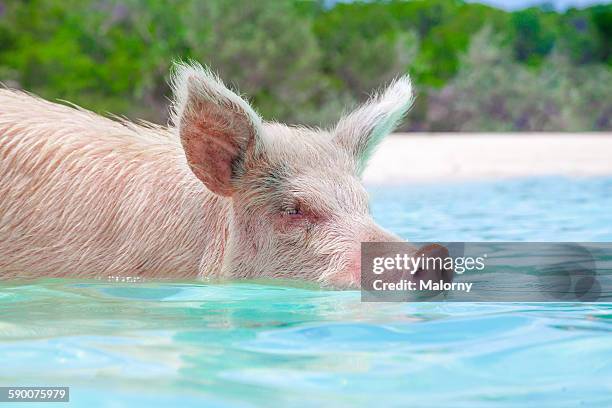 pig swimming in water - tierische nase stock-fotos und bilder