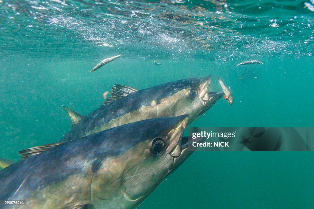 Bluefin tuna feeding