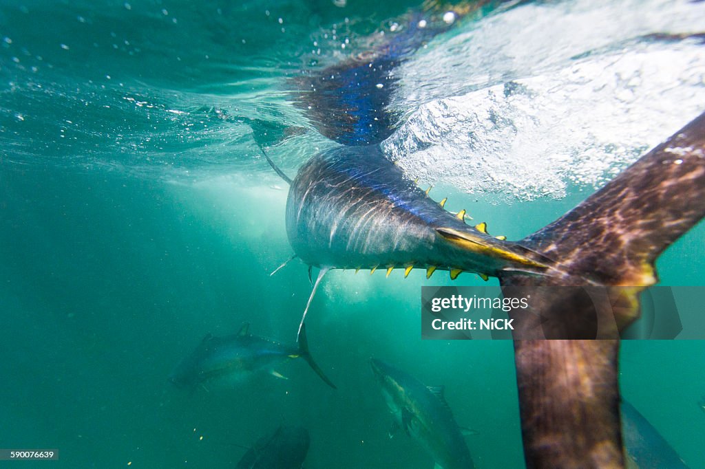 Bluefin tuna feeding