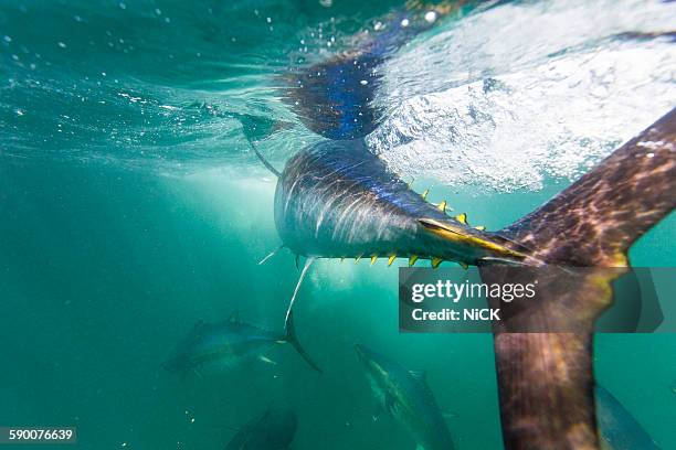 bluefin tuna feeding - tonno-dalla-pinna-blù foto e immagini stock