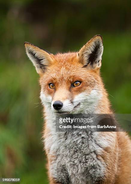 red fox - anna fox stock pictures, royalty-free photos & images