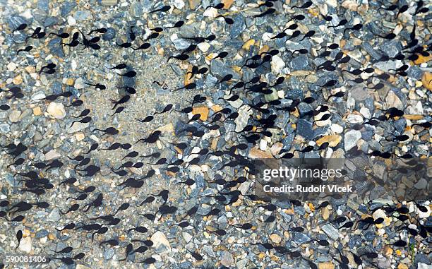 tadpoles in crystalline water - renacuajo fotografías e imágenes de stock