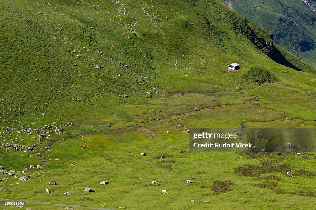 Grazing (pasture) land in european alps with cattle