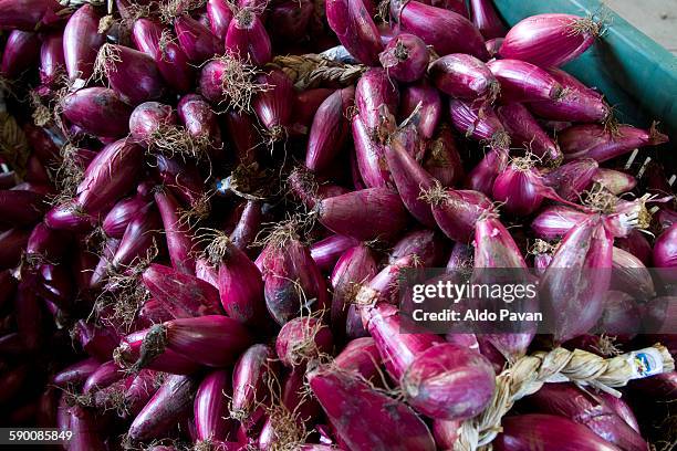 italy, ricadi, onion of tropea - spanish onion stock pictures, royalty-free photos & images