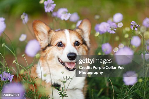 Happy pembroke welsh corgi dog in flowers Happy pembroke welsh corgi dog in flowers