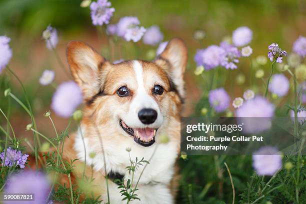 happy pembroke welsh corgi dog in flowers - flora davis fotografías e imágenes de stock