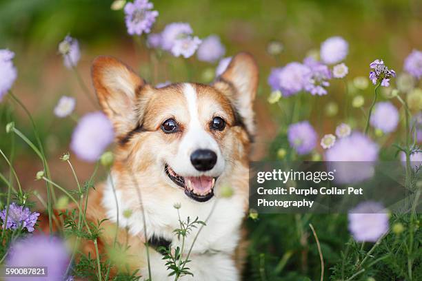 happy pembroke welsh corgi dog in flowers - pembroke welsh corgi - fotografias e filmes do acervo