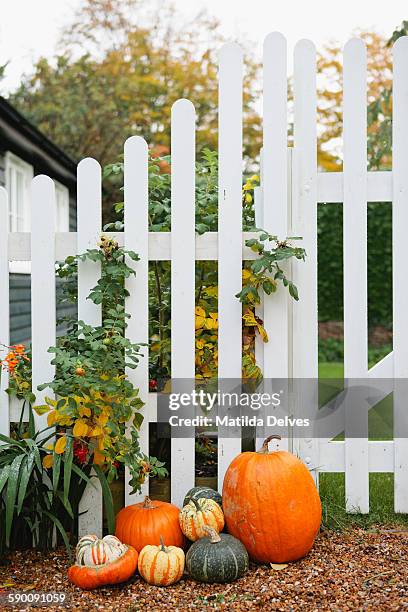 pumpkins decorate a white picket fence by a house - garden gate rose stock pictures, royalty-free photos & images