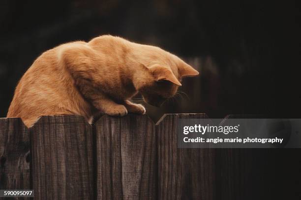 stray cat on a fence - undomesticated cat stock pictures, royalty-free photos & images