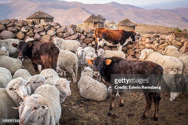livestock pen - cow and sheep stock pictures, royalty-free photos & images