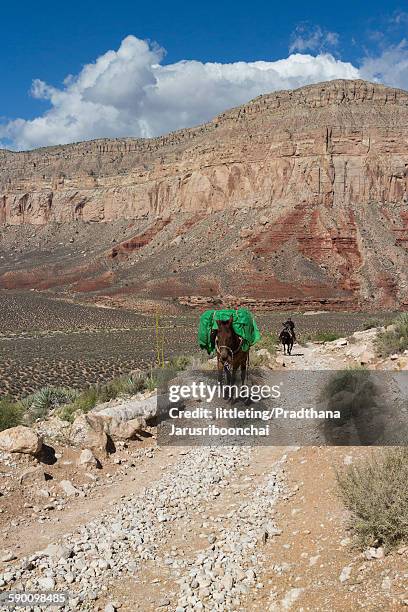 a mule carrying luggage in supai - supai - fotografias e filmes do acervo