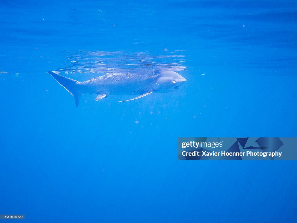 Blind thresher shark | Gili Islands | Indonesia