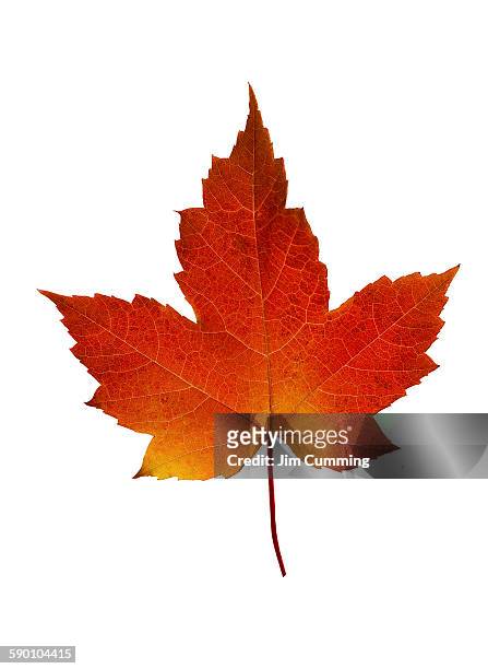 maple leaf - accero rosso foto e immagini stock