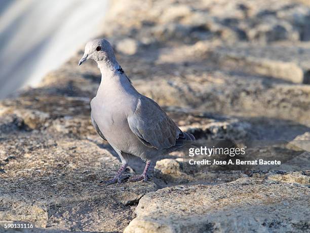 eurasian collared-dove (streptopelia decaocto) . spain - columbiformes stock-fotos und bilder