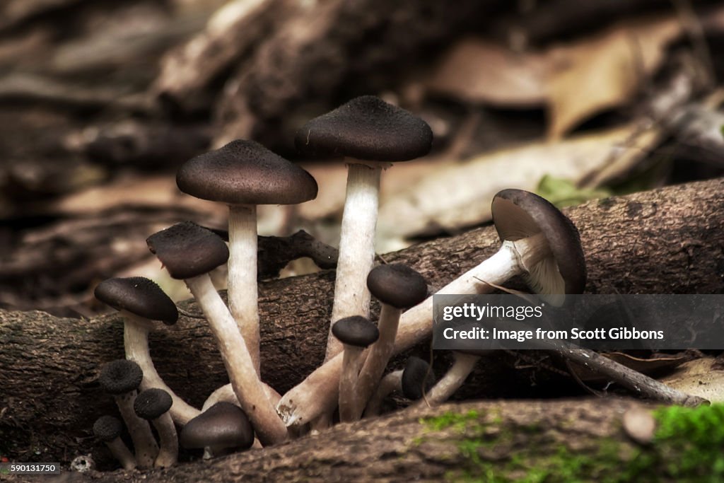 Armillaria hinnulea