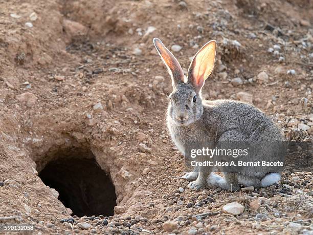 close-up of a rabbit sitting next to its burrow. ( species oryctolagus cuniculus.) - rabbit burrow stock-fotos und bilder