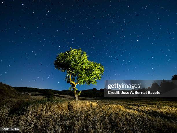 blue night sky with stars with a tree with green leaves in a field - árvore isolada - fotografias e filmes do acervo