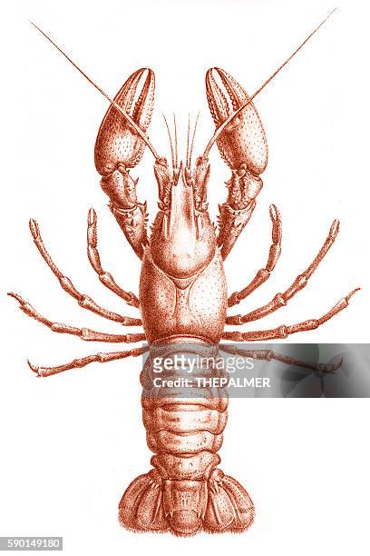 astacidae crawfish engraving 1870 - crayfish stock illustrations