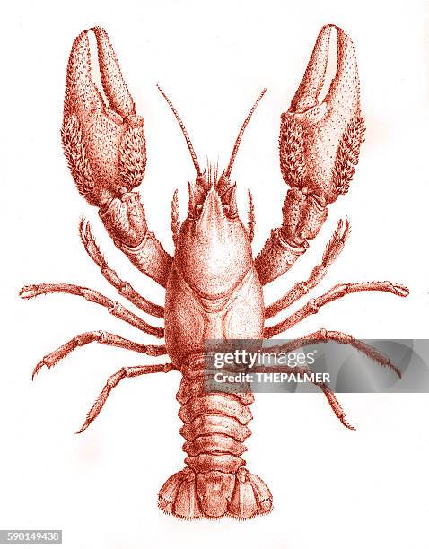 crawfish engraving 1870 - crayfish seafood stock illustrations