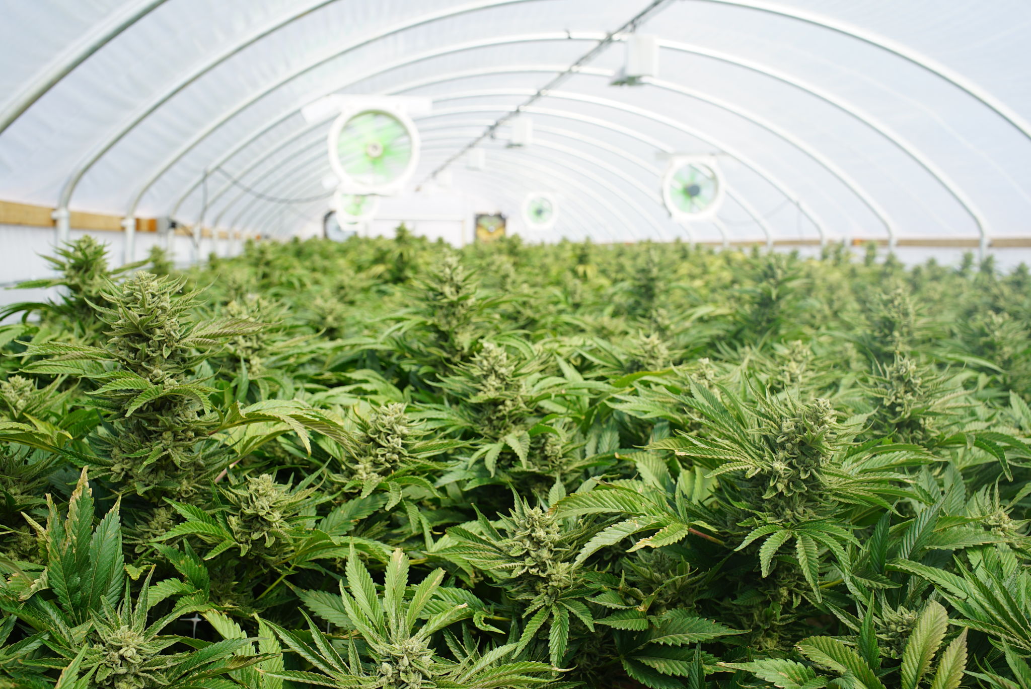 cannabis harvest