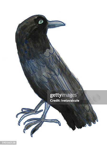 painted image of crow isolated on white - white crow stock illustrations