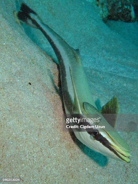 sharksucker (echeneis naucrates), red sea, egypt - remora fish stock pictures, royalty-free photos & images