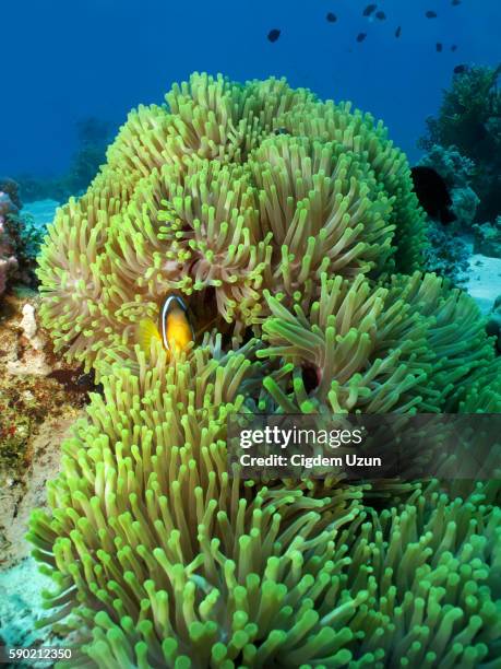 magnificent sea anemone (heteractis magnifica) with a two-banded anemonefish (amphiprion bicinctus), red sea, egypt - anemone magnifica stock pictures, royalty-free photos & images
