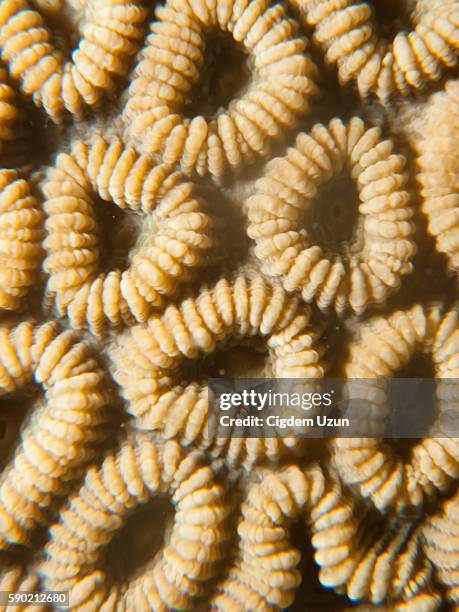 texture and pattern details of  coral - honda center fotografías e imágenes de stock