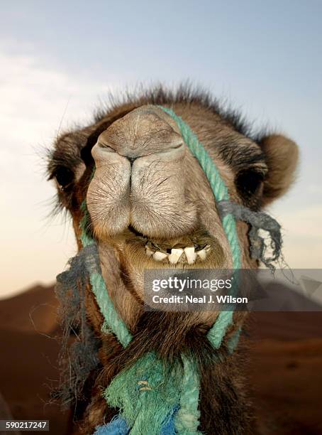 337 Dientes De Un Camello Stock Photos High Res Pictures And Images 337-dientes-de-un-camello-stock-photos-high-res-pictures-and-images