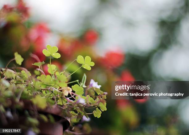 trifoliate bokeh - trifoliate stock pictures, royalty-free photos & images