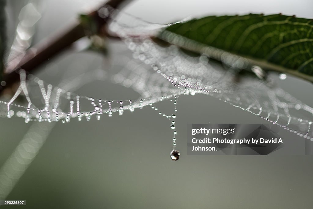 Single drop of Dew.