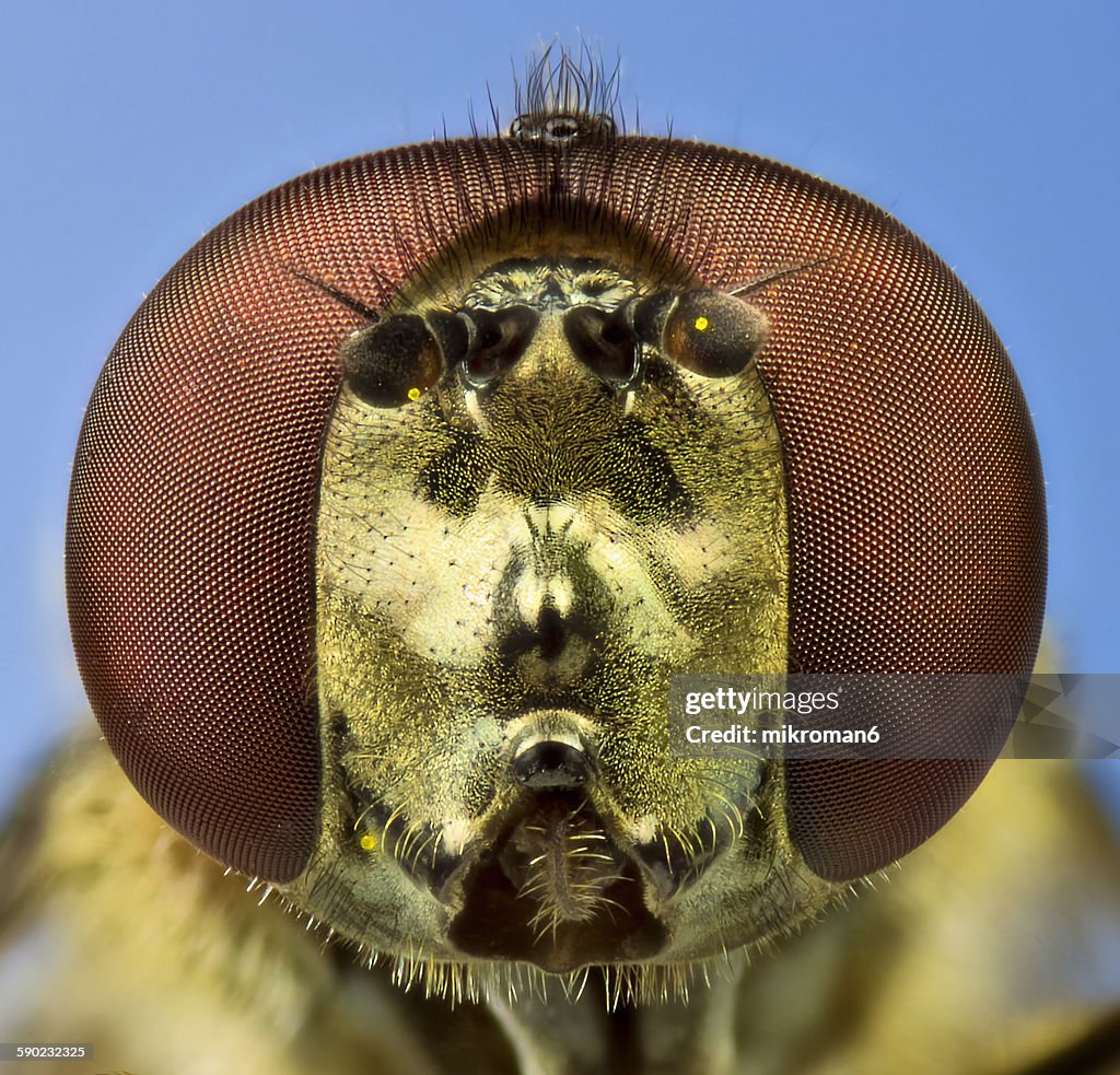 Fly Insect Head Fly Head High-Res Stock Photo - Getty Images