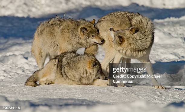 gray wolves - michael wolf - fotografias e filmes do acervo