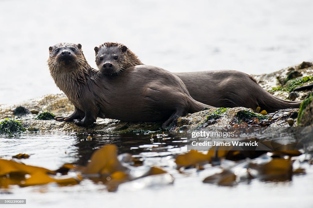European otter mother with cub on shoreline rocks